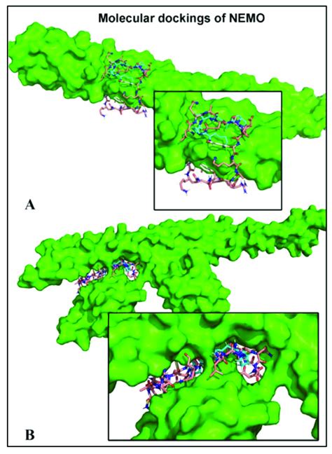 Blind Docking Of The Ubi Peptide And Bp1 In The Ccl Z2 Binding Domain