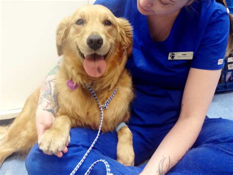 blue cross animal clinic 6