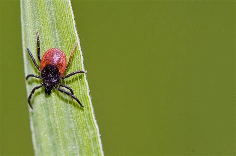 FSME Risikogebiete In Bayern 2023 Hier Gibt Es Zecken Gefahr