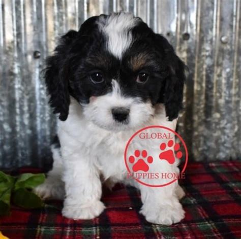 Black and white cavapoo puppies - Global Puppies Home