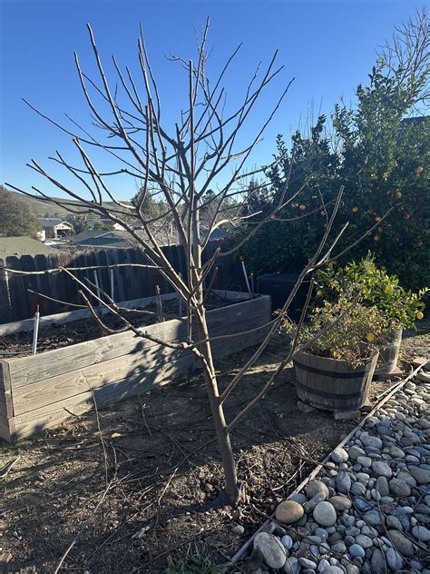 Uprooting a Sucker Plant - General Fruit Growing - Growing Fruit