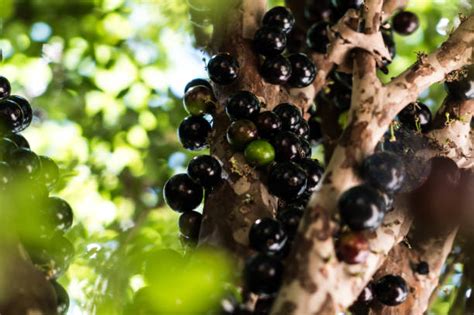 1,100+ Jabuticaba Tree Stock Photos, Pictures & Royalty-Free Images - iStock