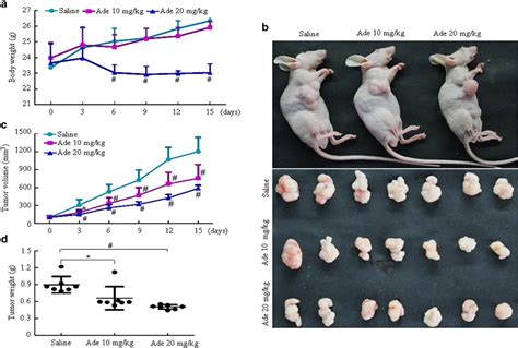 The In Vivo Effect Of Adenanthin In Hcc Xenograft Model Smmc 7721 Download Scientific Diagram