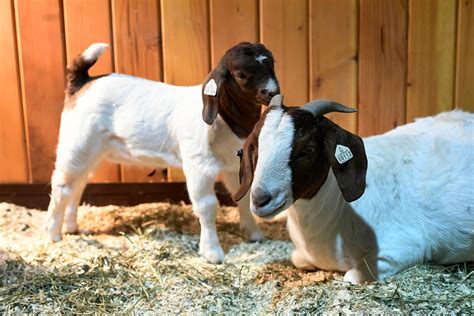 PHOTOS: Piglets, lambs, kids, and other baby animals of the National Western Stock Show – The ...