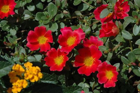 Rio Grande Scarlet Portulaca Buchanans Native Plants