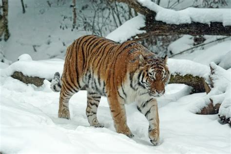 Siberian Tigers: Everything You Need To Know - Tiger Tribe