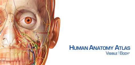 Human anatomy atlas 7.4.01 serial number - jafcd