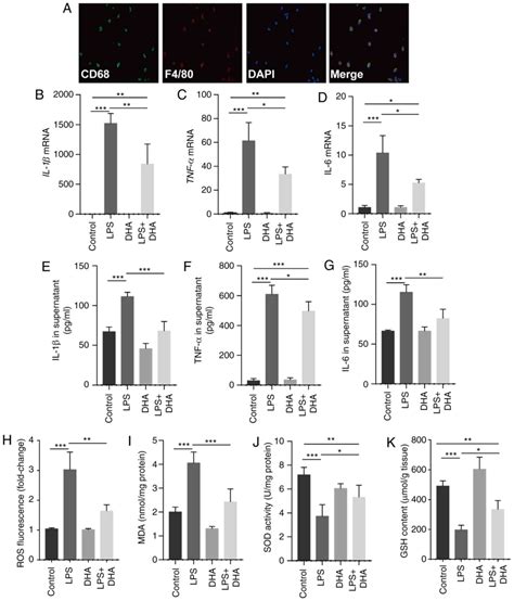 Dihydroartemisinin Attenuates Lipopolysaccharideinduced Acute Lung