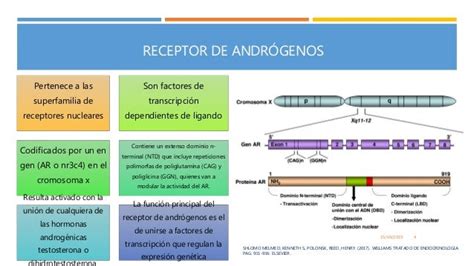 SÍndrome De Insensibilidad A Los AndrÓgenos Genetica