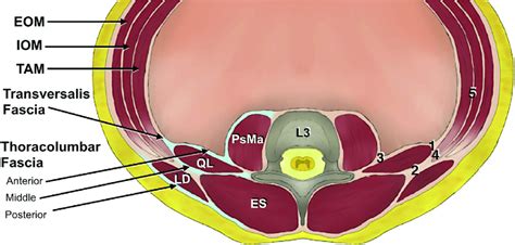 Quadratus Lumborum Muscle Cross Section