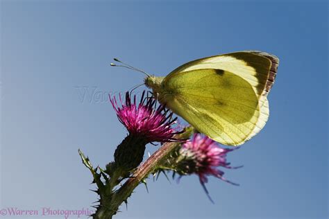 Large White Butterfly photo WP26006