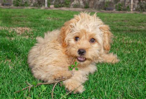 Mini Goldendoodle Rescue Near Me Adoption - Daune Eolande