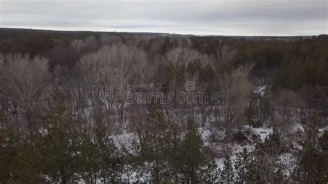 Winter In Woodland Aerial Shot Naked Trees And Green Spruces Stock Video Video Of Trees