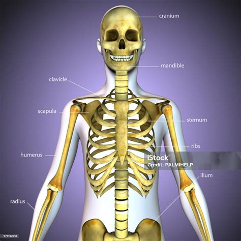 ilustrasi  anatomi kerangka tubuh manusia foto stok  gambar