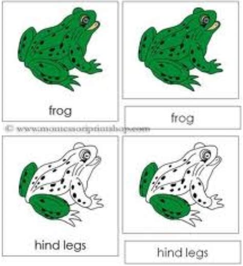 Parts Of The Frog Escola Montessori