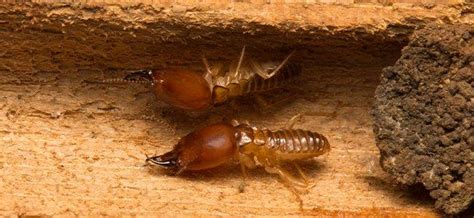 Subterranean termites - Termites Advice