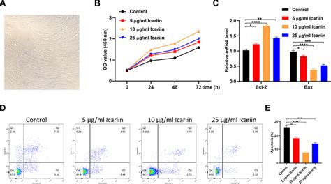 Icariin Inhibits Apoptosis Of HMSC Cells In Vitro A The Cellular