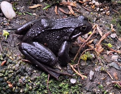 Gelöst Schwarzer Frosch Springfrosch Rana dalmatina zur