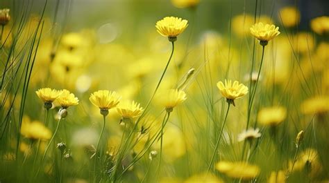 Flores Amarillas En Un Campo Foto Premium