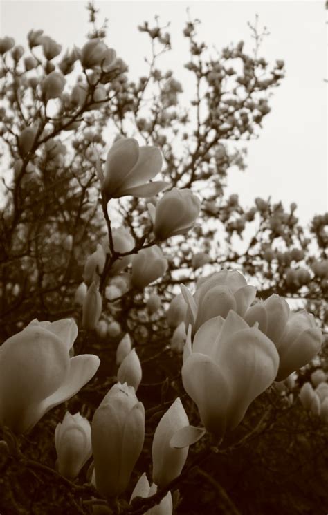 Magnolias Flickr