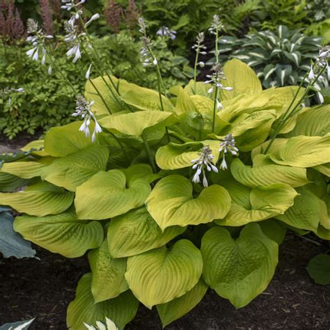 Hosta Age Of Gold Perennial Plant Sale Bloomin Designs Nursery