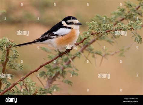 Male Masked Shrike Hi Res Stock Photography And Images Alamy