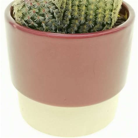 Pianta Di Echinocereus Rigidissimus Subs Rubispinus In Vaso Di