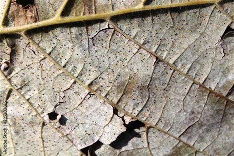 Chasmothecia Of Hazelnut Powdery Mildew Phyllactinia Guttata Produced