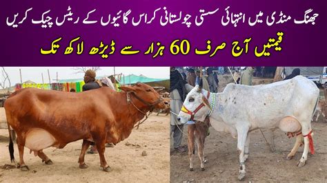 Cows Fresh Rates Update Doli Shaheed Mandi Jhang 2023 YouTube