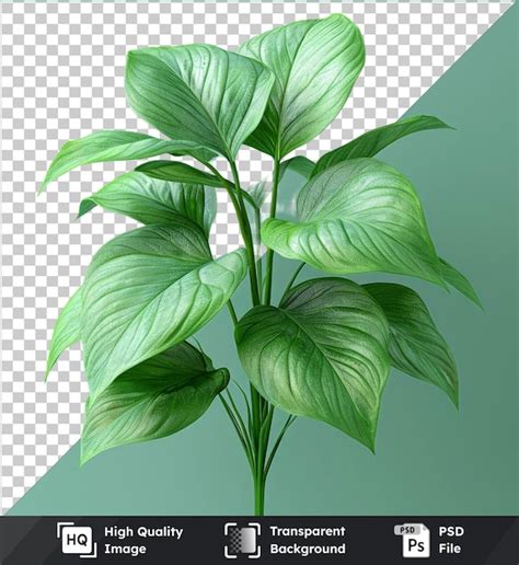 Premium Psd Premium Pothos Epipremnum Aureum Flower Png Clipart