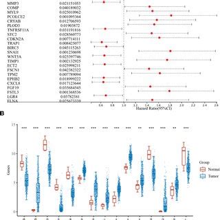 In Vitro Experiments Validating The Biological Role Of Cdkn A A