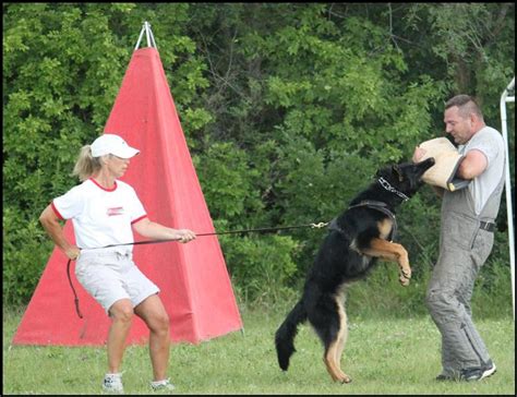 GSD Puppies in Minnesota | Schutzhund Training | MN Canine Solutions