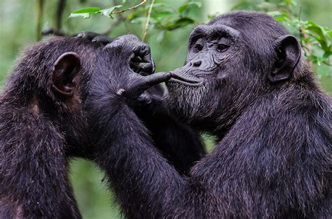 Study Great Apes Use Hello And Goodbye Signals To Begin And End