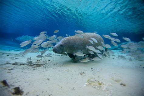 Manatees - Call For The Wild - Animal Education Page