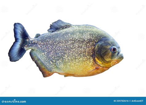 Pacu Fish Piranha. Colossoma Macropomum on White Background. Captive ...