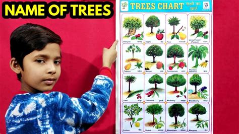 Types Of Indian Trees With Names