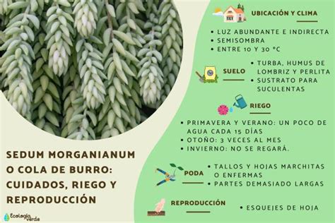 Sedum morganianum o cola de burro cuidados riego y reproducción Guía