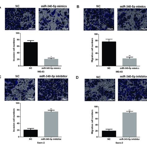 MiR 340 5p Upregulation Repressed OS Cell Invasion And Migration A B