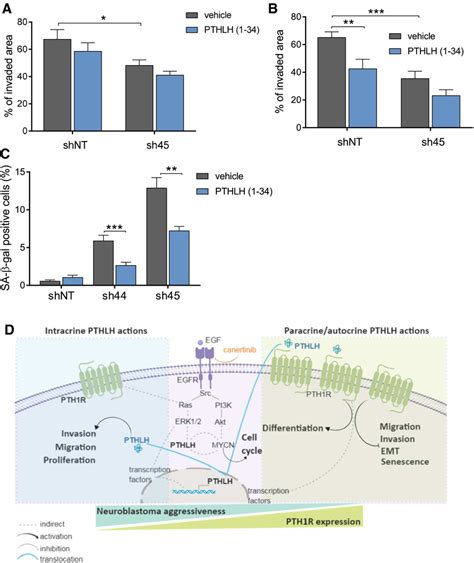 Dual Role Of PTHLH Depending On PTH1R Activation A Wound Healing