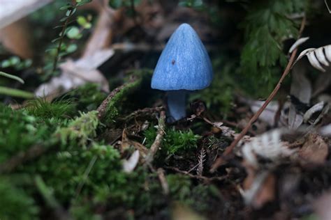 New Zealand Native Mushroom (Entoloma hochstetteri) : r/pics