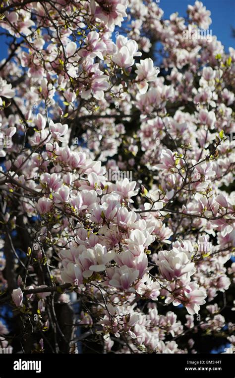 Magnolia Blooms In Lugano Switzerland Stock Photo Alamy