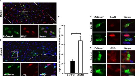 Zfp488 Directs The Differentiation Of Svz Progenitor Cells Into