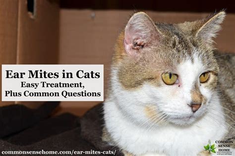 Ear Mites in Cats - Easy Treatment, Plus Common Questions