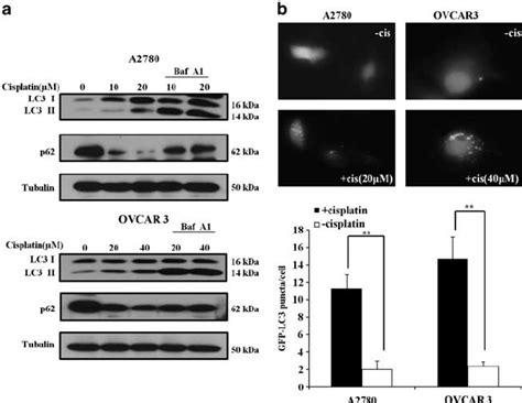 Cisplatin Induces Autophagy In Ovarian Cancer Cells A A2780 And