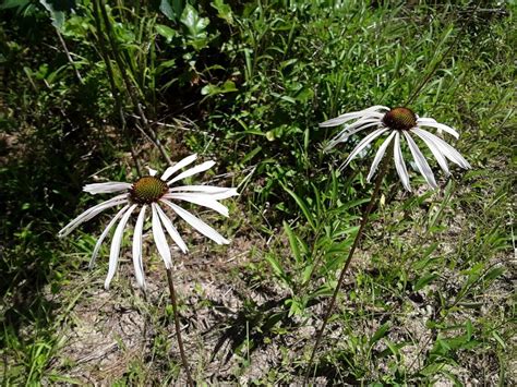 Echinacea Sanguinea 30 Seeds Sanguin Purple Coneflower Etsy