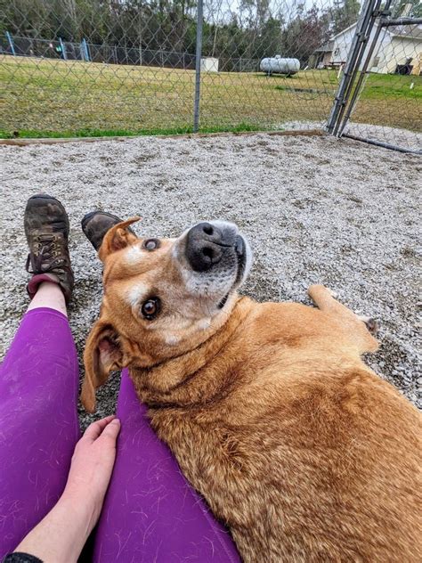 Dog For Adoption Baxter A Labrador Retriever In Newport Nc Petfinder