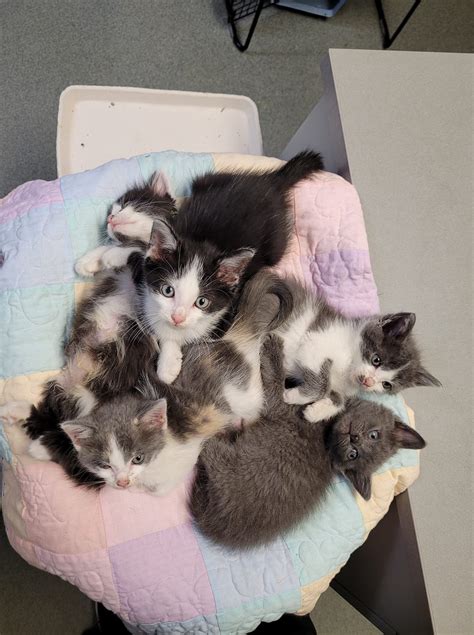 Sponsor a Pet | Helping Hands Humane Society