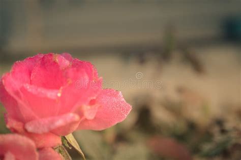 Cerrar La Foto Selectiva De Una Rosa Rosada Imagen De Archivo Imagen