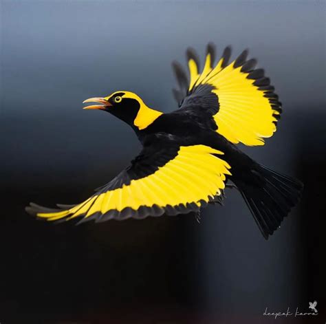 Feathered Elegance: 35 Beautiful Bird Photos Shared By This Instagram Page