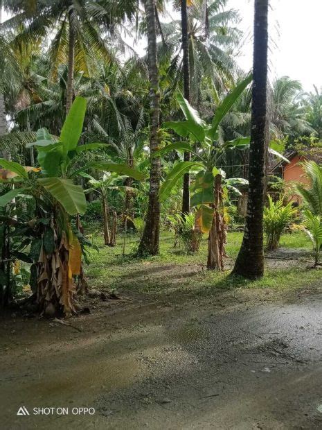 Kode Tp Tanah Pekarangan Cantik Di Garongan Panjatan